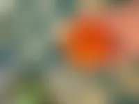 CustomPatch.Com