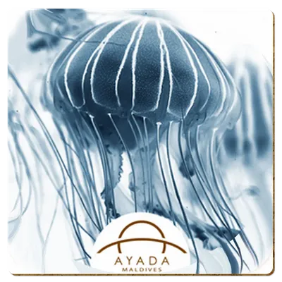 Square Square - Custom Patch