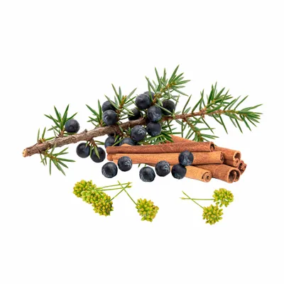 Juniper Berry - Custom Patch